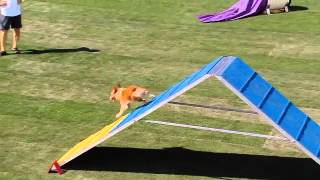 Small Dog Agility  2013 Purina® Incredible Dog Challenge® Las Vegas [upl. by Seagrave384]