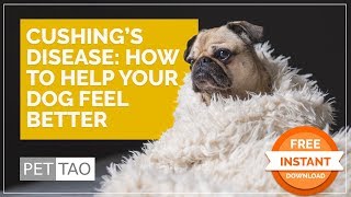 Cushing Disease How to Help Your Dog Feel Better  DIY at Home [upl. by Figueroa]