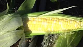 Eliminate Corn Ear Worms by using Spinosad  Andersons Seed amp Garden [upl. by Noissap]