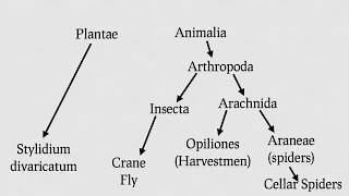 Are Daddy Longlegs Spiders Re 8 Animal Misconceptions Rundown [upl. by Frodin267]