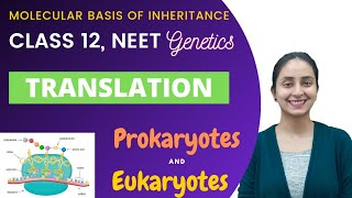 Translation  Class 12  Molecular Basis of Inheritance [upl. by Clerissa]