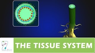 THE TISSUE SYSTEM [upl. by Kcirde]