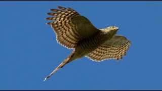 Sparrowhawk Bird Call Bird Song [upl. by Sikras]