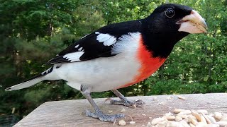 Rosebreasted Grosbeak  Watch Before your Next Bird Outing [upl. by Nahraf]