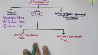 Connective Tissue  Basic Histology [upl. by Luttrell]