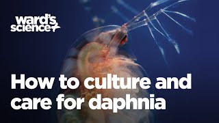 Caring and Culturing for Daphnia [upl. by Nylirrej]