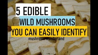 5 Edible Wild Mushrooms you can Easily Identify [upl. by Enael1]