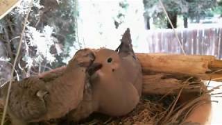 Mourning Dove Family  Part 2 Hatching and raising young [upl. by Zacharia]