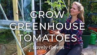 How to grow Greenhouse Tomatoes [upl. by Odlaniger]