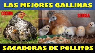 Las Mejores Gallinas Sacadoras de Pollitos [upl. by Johan]