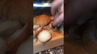 King Bolete Mushroom preparation for cooking [upl. by Dyun]