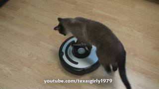 Cat shows HOW TO use iRobot Roomba Vacuum [upl. by Gibbeon]