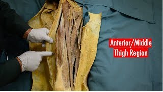 Anterior and Medial Thigh Anatomy [upl. by Inatsed541]