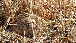 Liebre pequeña encamada  small hare bedded [upl. by Anairam]