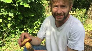 Identifying Suillellus luridus the Lurid Bolete [upl. by Refinnej538]