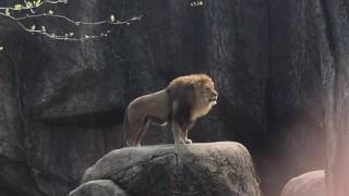 Epic Lion Roar at Lincoln Park Zoo [upl. by Lotty]