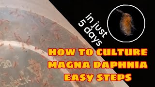 How to Culture Magna Daphnia Easily [upl. by Faustina]