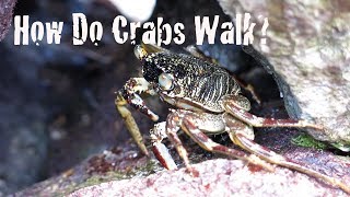 Exploring Invertebrates  How Do Crabs Walk [upl. by Monique758]