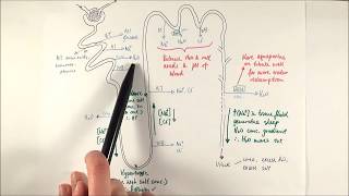 A2 Biology  Selective reabsorption OCR A Chapter 155 [upl. by Repsihw29]