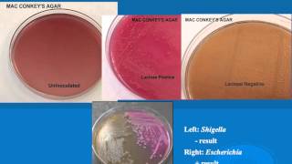 microbiology lab practical information part 1 [upl. by Flavius]