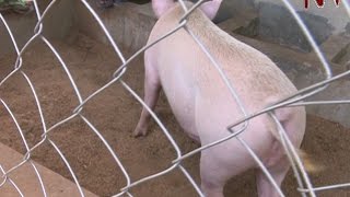 On The Farm Using artificial insemination for improved pig breeding [upl. by Eeima]