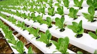 Hydroponic Gardening  Grow Organic Plants Fast [upl. by Ireva596]