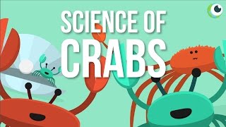 Beautiful Science  The Science of Crabs [upl. by Etnasa]