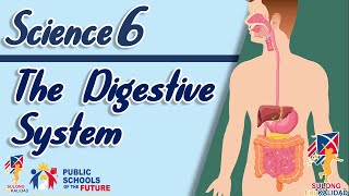 Grade 6  The Digestive System  SCIENCE 6 [upl. by Friede]