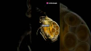 How to culture Daphnia for your Aquarium [upl. by Isaiah]