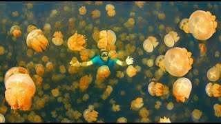 PALAU Jellyfish Lake Amazing Planet 4K 2020 [upl. by Ainotna657]