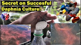 How to Culture Daphnia Successfully [upl. by Joliet455]