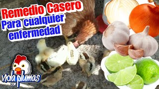 Remedio casero para curar y prevenir ENFERMED4DES en pollitos y gallinas con ajo cebolla y limón [upl. by Hirza972]