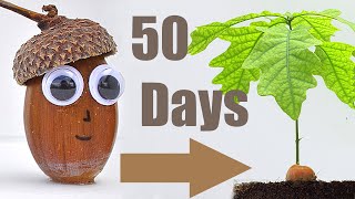 🌳Oak Tree from 🌰Acorn 50 Days TimeLapse [upl. by Akeemaj16]