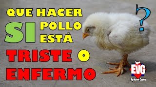 Qué hacer cuando un pollito esta triste o enfermo SOLUCIÓN [upl. by Esille]