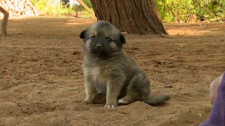 BEWARE Very Fierce Dogs  This Wild Life  BBC Earth [upl. by Tarkany]