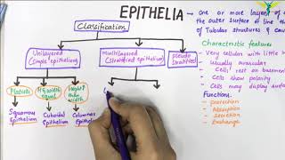 EPITHELIUM  Classification  Basic Histology [upl. by Ardnyk]