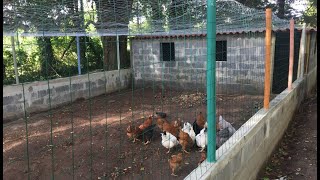 Como Hacer un Gallinero Para Gallinas Ponedoras de 15x6 Metros en 30 Días [upl. by Adnolahs]