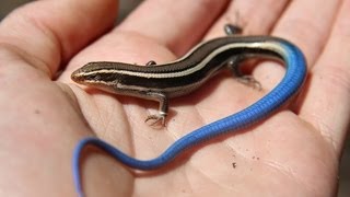 Juvenile Bluetailed Western Skink  Reptiles of BC [upl. by Corley]