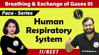 Breathing and Exchange of Gases  01  Human Respiratory System  Class 11 Neet  Pace Series [upl. by Arvid284]