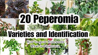 20 AMAZING PEPEROMIA VARIETIES [upl. by Tterrej]