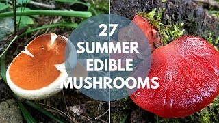 Wild Mushrooms You Can Eat Summer Edition [upl. by Marco]