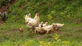 Gallinas cluecas con polluelos  La Finca de Hoy [upl. by Bradney]