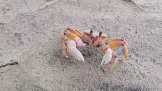 Crabs running for cover [upl. by Amjan]