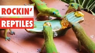 Rockin Reptiles  Funny Reptile Video Compilation 2017 [upl. by Aicylla]