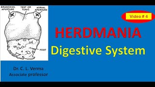 Herdmania Digestive System [upl. by Og]