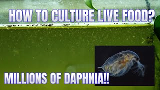 How to Culture Daphnia Secret Method to Breed MILLIONS  Simply Aquatic [upl. by Etnaud]