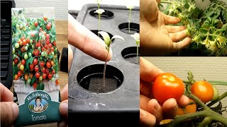 First Time Growing Hydroponic Tomatoes [upl. by Tenom]