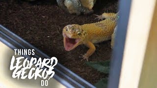 16 Things That Leopard Geckos Do [upl. by Aduh]