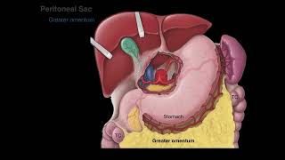 Peritoneum tutorial [upl. by Switzer157]