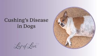 Dr Mary Gardner Discusses Cushings Disease in Dogs [upl. by Kiernan]